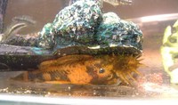 1inch red and black calico plec young bristlenose Plecostomus ancistrus