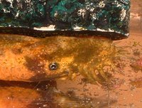 1inch red and black calico plec young bristlenose Plecostomus ancistrus