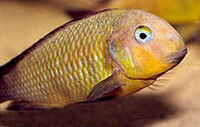 Tropheus Brichardi Namansi fiery fry