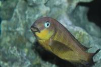 Tropheus Brichardi Namansi fiery fry