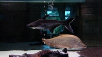 FlashyFish aquarium cleaning & servicing in Staffordshire