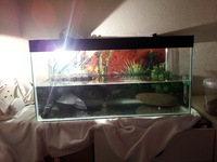 2 ft long by 1 ft wide and 1ft high tank looking to swap or sell