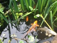 Bargain pond fish PRICE REDUCED