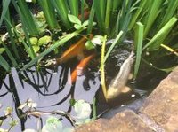 Bargain pond fish PRICE REDUCED