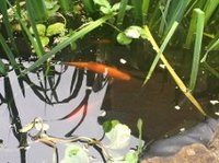 Bargain pond fish PRICE REDUCED