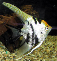 Maple Aquatics Dereham Norfolk
