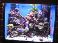 Marine Aquarium Contents