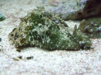 True Peppermint Shrimp only £7.99 each postage available
