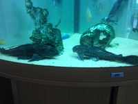 Tropical Fish For Sale