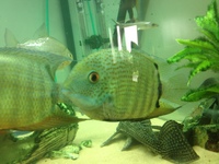 Tropical Fish For Sale