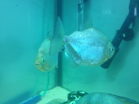 Tropical Fish For Sale