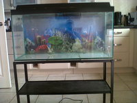 3ft clearseal fishtank / aquarium