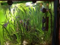 Final Reduction due to moving property. Complete Tropical Aquarium set up 120cm 4 Foot Tank for sale