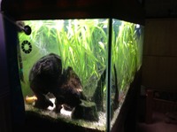 Final Reduction due to moving property. Complete Tropical Aquarium set up 120cm 4 Foot Tank for sale