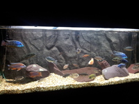 juwel 5x2x2 malawi cichlid set up