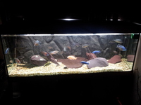 malawi cichlids
