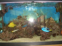 marine tank and equipment including fish, corals and inverts