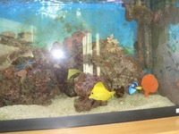 marine tank and equipment including fish, corals and inverts