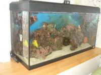 marine tank and equipment including fish, corals and inverts