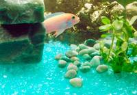 AQUARIUM FISH TANK GRAVEL NEW