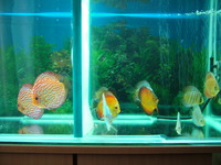 Discus 4 sale :) looking to sell at £150