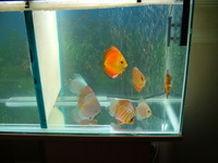 Discus 4 sale :) looking to sell at £150