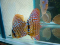 Discus 4 sale :) looking to sell at £150
