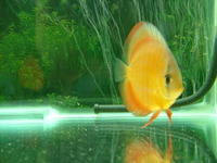 Discus 4 sale :) looking to sell at £150