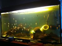 CICHLIDS / ANGELS / /PLECS / TANK / BLOODWORM / TRANSPORT POLYBOX