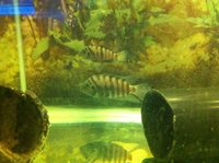 CICHLIDS / ANGELS / /PLECS / TANK / BLOODWORM / TRANSPORT POLYBOX