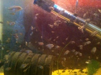 CICHLIDS / ANGELS / /PLECS / TANK / BLOODWORM / TRANSPORT POLYBOX