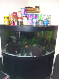 Juwel 350 Corner tank, FX5 Filter, Fish Food ETC ETC