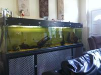 8ft fish tank full set up