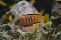 Copadichromis virginalis firecrest