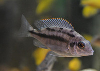 Copadichromis virginalis firecrest