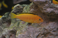 Copadichromis virginalis firecrest