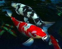 Fish Moving Service