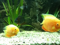 Fish for sale
