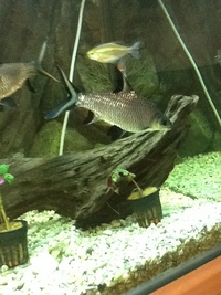 Fish for sale