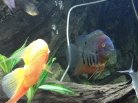 Fish for sale