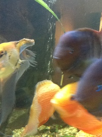 Fish for sale
