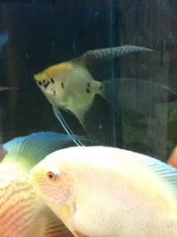 Fish for sale