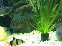 Fish for sale