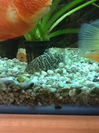 Fish for sale