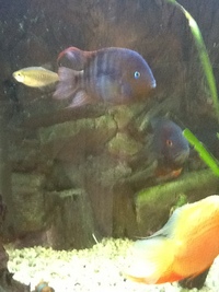 Fish for sale