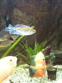 Fish for sale