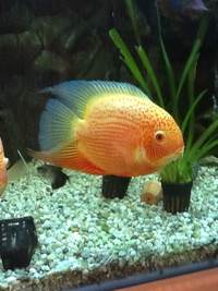 Fish for sale