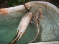 Giant Koi carp and 5 large koi + an unknown fish URGENTLY needing homes