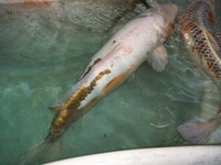 Giant Koi carp and 5 large koi + an unknown fish URGENTLY needing homes