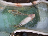 Giant Koi carp and 5 large koi + an unknown fish URGENTLY needing homes